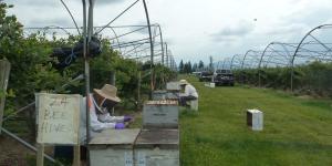 Field Work - beekeepers sitting at hives