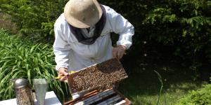 Beekeeper examining a hive