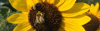 A bee pollinates a bright yellow flower at UBC Farm