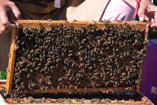 beekeeping-jul-2019-dsc_0435.jpeg