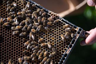 beekeeping-jul-2019-dsc_0442.jpeg