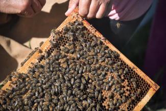 beekeeping-jul-2019-dsc_0444.jpeg