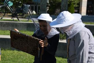 beekeeping-jul-2019-dsc_0457.jpeg