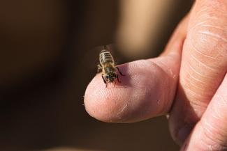 beekeeping-jul-2019-dsc_0468.jpeg