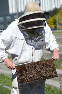 beekeeping-jul-2019-dsc_0472.jpeg