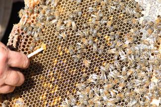 beekeeping-jul-2019-dsc_0473.jpeg